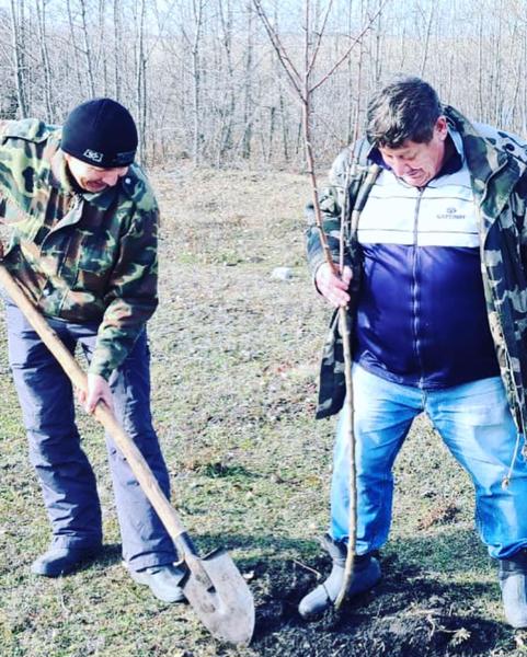 Посадка деревьев и уборка урожая учащимися и коллективом МАОУ"Полевояушская ООШ" при участии главы Альбусь-Сюрбеевского с/п Р.Ф.Асеинова.