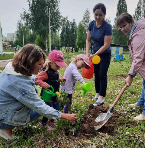 Закладка берёзовой аллеи.