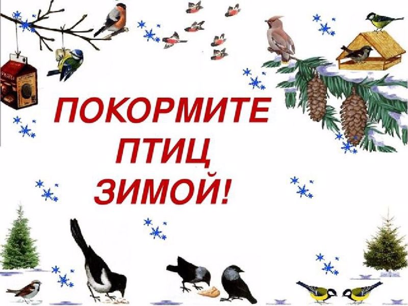 Приглашаем к участию в экологическом конкурсе "Покорми птиц зимой - они послужат тебе весной"