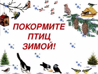 Приглашаем к участию в экологическом конкурсе "Покорми птиц зимой - они послужат тебе весной"