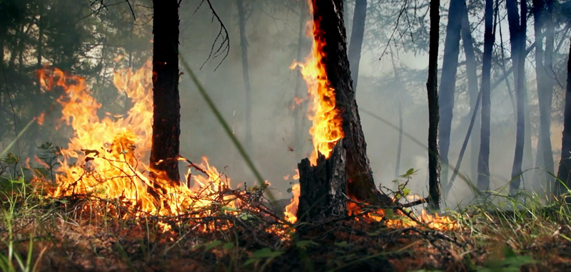 Видеоролик о сбережении лесных ресурсов