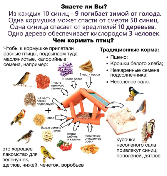 Покормите птиц зимой.