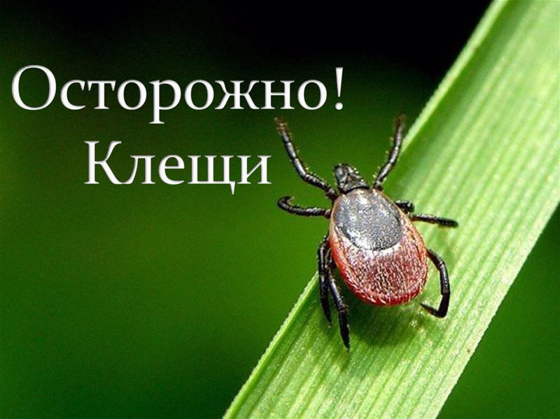 Укусы клещей опасны!