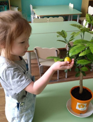 Эколята-дошколята вырастили мандариновое дерево!