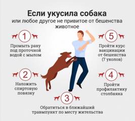 Информационные материалы по профилактике укусов собак