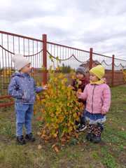 Наблюдение за осенними изменениями в природе