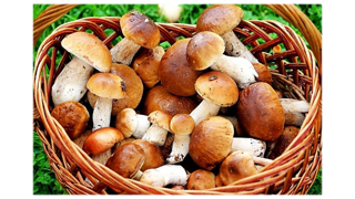 О мерах профилактики ботулизма при заготовке грибов на хранение