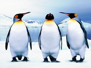 804661_pictures-of-penguins_1920x1080_h.jpg