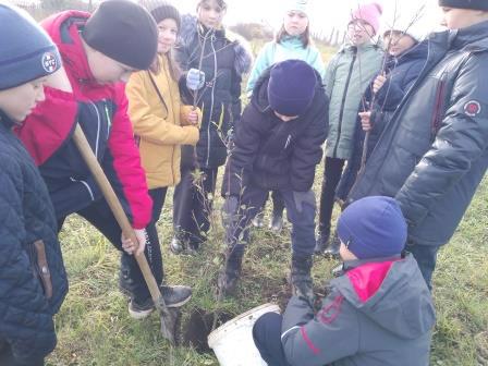 «Посади дерево»