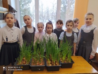 Ученики 2 класса вырастили зелёный лук на окне.