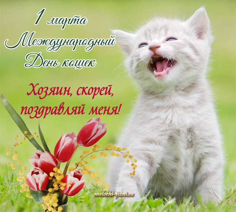 1 Марта-день кошек в Колобке | МБДОУ Детский сад №24 Малыш г.  Новочебоксарск