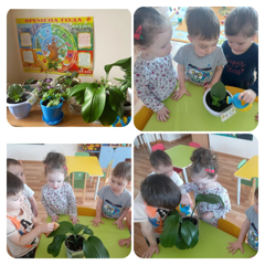 Комнатные растения в детском саду.