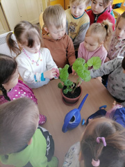 Комнатные растения в детском саду