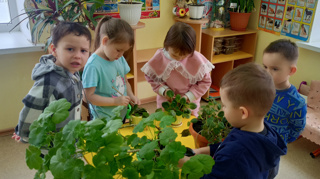 В средней группе проведена познавательно-исследовательская деятельность по совершенствованию знаний о комнатных растениях.