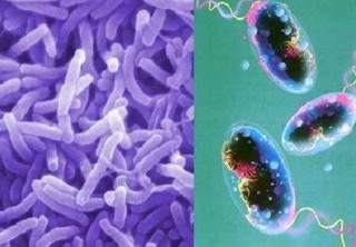 Профилактика кишечных инфекций и холеры