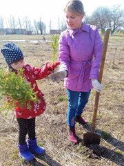 Первоклассники вместе с учителями и родителями высадили в своём школьном дворе саженцы елей