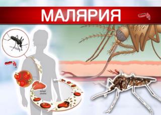 Всемирный день борьбы с малярией.