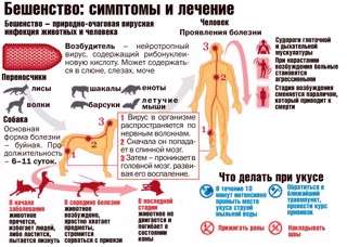 К сведению населения. ﻿Бешенство – острое вирусное инфекционное заболевание.