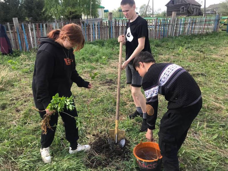 Посадка деревьев и кустарников