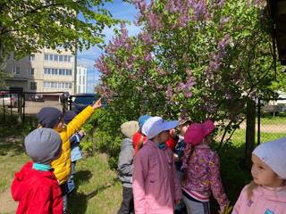 Наблюдение за цветущими деревьями на территории детского сада