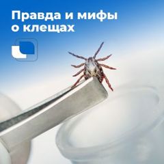 7 мифов о клещах