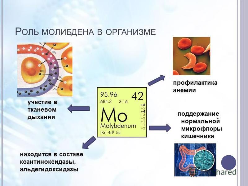 Значение молибдена для человеческого организма.