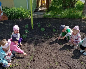 Наблюдение за всходами цветов на клумбе