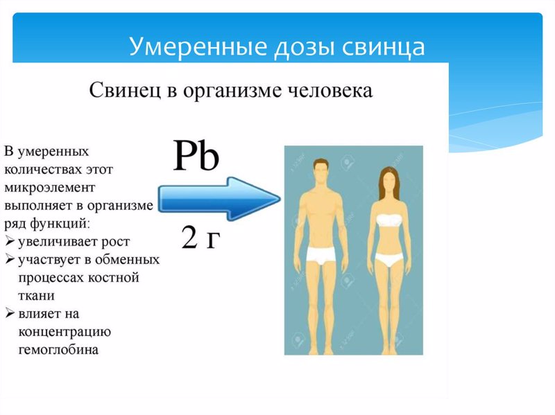 СВИНЕЦ И ЕГО ВЛИЯНИЕ НА ОРГАНИЗМ