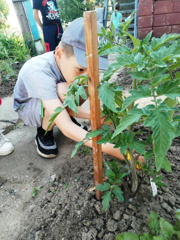 Юные огородники ухаживают за томатами