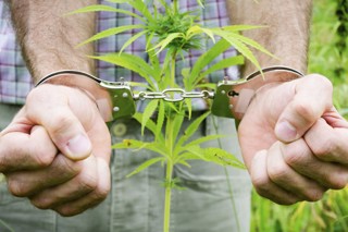 Вынесен приговор в отношении жителей г. Чебоксары за незаконное культивирование и хранение в крупном размере растений, содержащих наркотические средства, на территории Цивильского муниципального округа