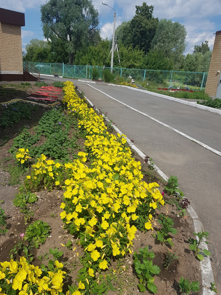 Цветы наполняют нашу жизнь радостью