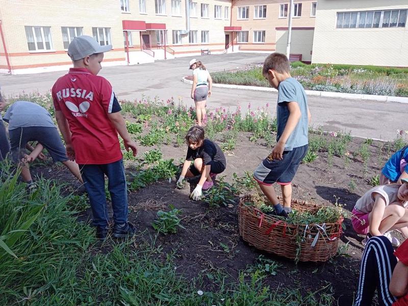 Создаем красоту на нашем пришкольном участке