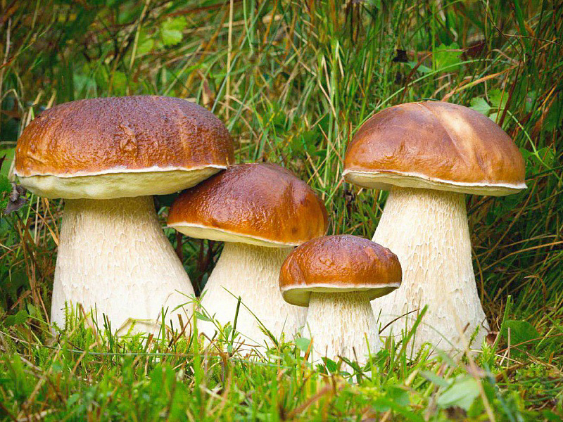 Правила сбора грибов. Съедобные, несъедобные и ядовитые грибы