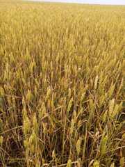 Экскурсия на пшеничное поле