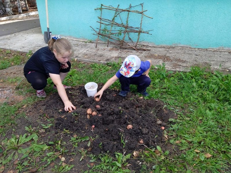 «Эколята – молодые защитники природы» убирают урожай