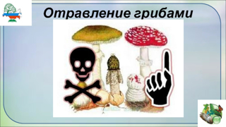 Профилактика отравления грибами