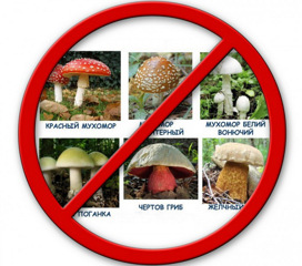 Отравление грибами. Профилактика. Первая помощь