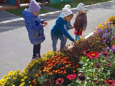 Собираем семена цветов