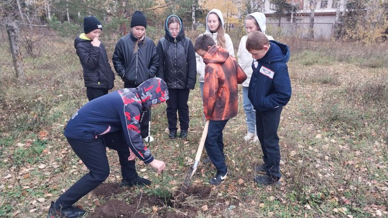 Посадка деревьев