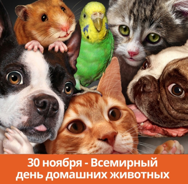 Всемирный день домашних животных