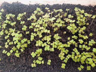 Обучающиеся МБОУ «Яльчикская СОШ» выращивают зелень на подоконнике