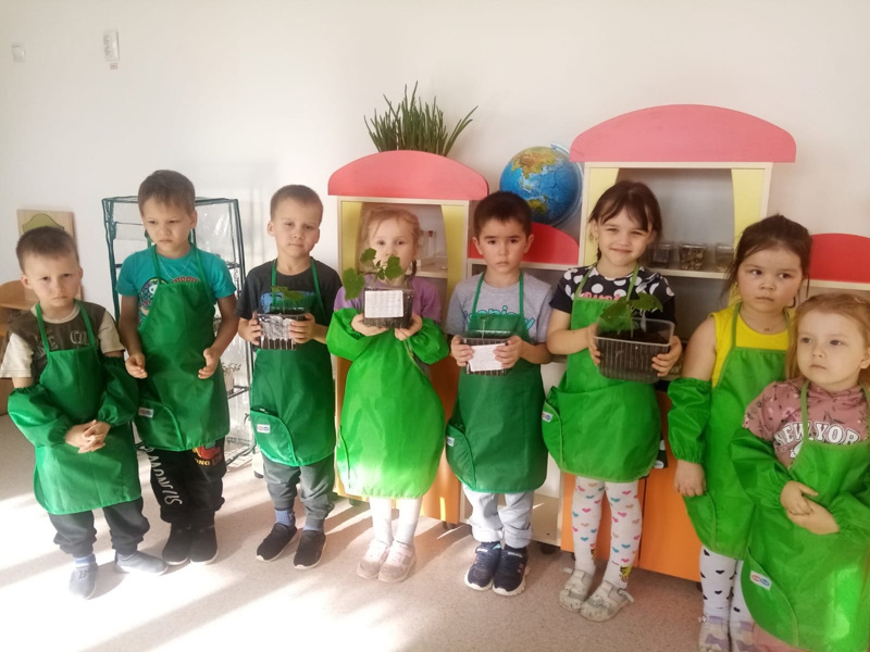 Выращивание огурцов детском саду