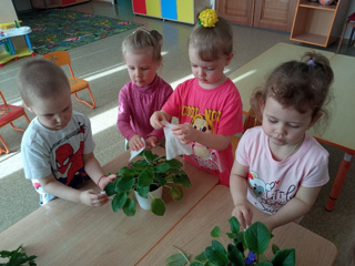 Ребята младшей группы «Солнышко» любят ухаживать за растениями в группе.