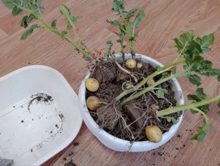 Урожай картошки.