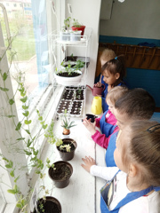 Деятельность детей в агролаборатории