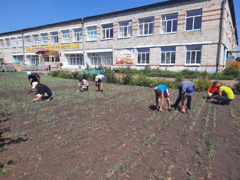 Летняя работа на пришкольном участке