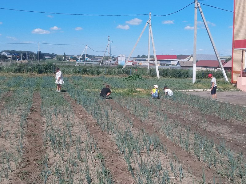 Летняя трудовая практика продолжается