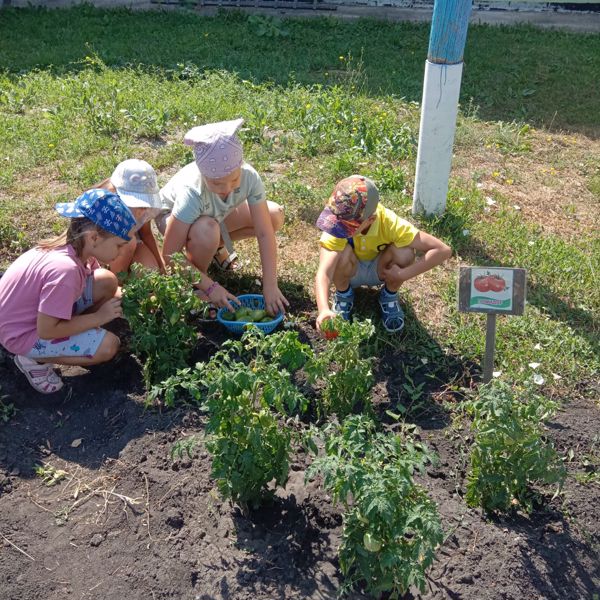 Огород в детском саду