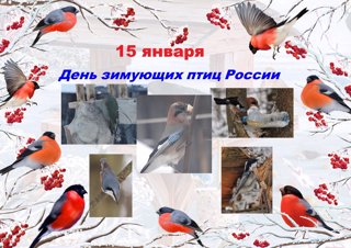 15 января - Всероссийский день зимующих птиц!