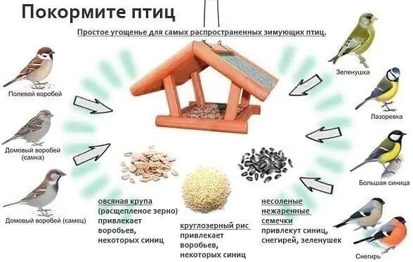 "Покормите птиц зимой"